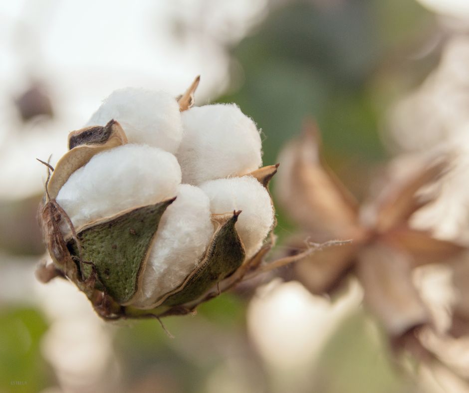 Historia bawełny: Od starożytności do nowoczesnej pościeli Estella